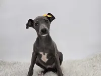 Gina, a female Italian Greyhound for sale in Havana, AR – Photo 5 of 9