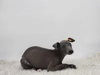 Gina, a female Italian Greyhound for sale in Havana, AR – Photo 7 of 9