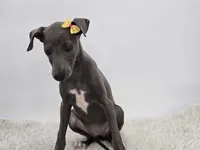 Gina, a female Italian Greyhound for sale in Havana, AR – Photo 8 of 9