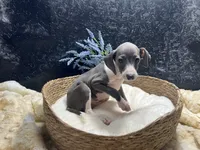 Pen/Bart, a male Italian Greyhound for sale in Havana, AR – 5 of 9