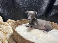 Milly, a female Italian Greyhound for sale in Havana, AR – 6 of 7