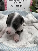 Elvis, a male Italian Greyhound for sale in Havana, AR – Photo 4 of 10