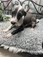 Elvis, a male Italian Greyhound for sale in Havana, AR – Photo 10 of 10