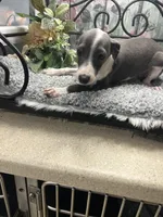 Elvis, a male Italian Greyhound for sale in Havana, AR – Photo 9 of 10