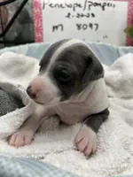 Elvis, a male Italian Greyhound for sale in Havana, AR – Photo 5 of 10