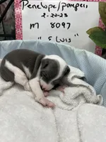 Elvis, a male Italian Greyhound for sale in Havana, AR – Photo 6 of 10