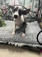 Elvis, a male Italian Greyhound for sale in Havana, AR – Photo 7 of 10