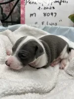 Elvis, a male Italian Greyhound for sale in Havana, AR – Photo 3 of 10