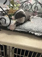 Elvis, a male Italian Greyhound for sale in Havana, AR – Photo 8 of 10