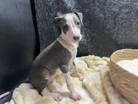 Babs, a female Italian Greyhound for sale in Havana, AR – 6 of 9