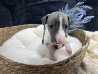 Giulia 5M, a male Italian Greyhound for sale in Havana, AR – 2 of 8
