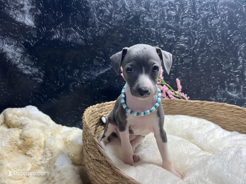 Storm2 – Italian Greyhound puppy for sale in Havana, AR