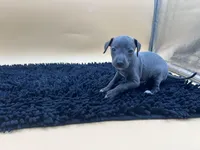 Solomon , a male Italian Greyhound for sale in Havana, AR – Photo 5 of 9