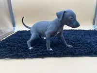 Solomon , a male Italian Greyhound for sale in Havana, AR – Photo 4 of 9