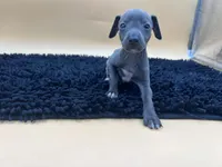 Solomon , a male Italian Greyhound for sale in Havana, AR – Photo 3 of 9