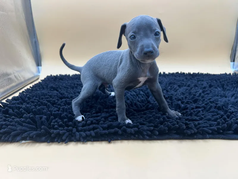 Solomon  – Italian Greyhound puppy for sale in Havana, AR