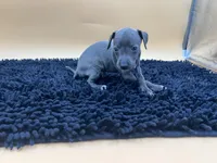 Solomon , a male Italian Greyhound for sale in Havana, AR – Photo 7 of 9