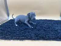 Solomon , a male Italian Greyhound for sale in Havana, AR – Photo 8 of 9