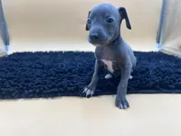 Solomon , a male Italian Greyhound for sale in Havana, AR – Photo 2 of 9