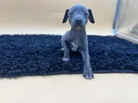 Solomon , a male Italian Greyhound for sale in Havana, AR – Photo 6 of 9