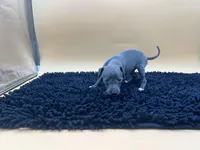 Solomon , a male Italian Greyhound for sale in Havana, AR – Photo 9 of 9