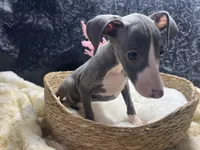 Pen/Bart, a female Italian Greyhound for sale in Havana, AR – 10 of 10