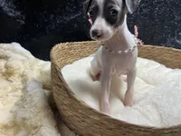 Storm1, a female Italian Greyhound for sale in Havana, AR – 2 of 9