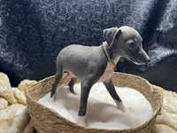 Brucie, a male Italian Greyhound for sale in Havana, AR – 5 of 8