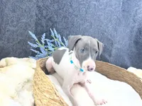 Piper 4M, a male Italian Greyhound for sale in Havana, AR – 3 of 8