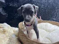 Storm 3, a female Italian Greyhound for sale in Havana, AR – 5 of 9