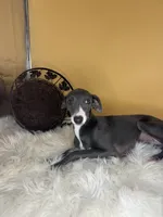 Penelope girl, a female Italian Greyhound for sale in Havana, AR – Photo 3 of 6