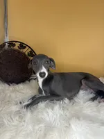 Penelope girl, a female Italian Greyhound for sale in Havana, AR – Photo 6 of 6