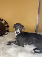 Penelope girl, a female Italian Greyhound for sale in Havana, AR – Photo 2 of 6