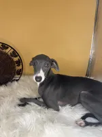 Penelope girl, a female Italian Greyhound for sale in Havana, AR – Photo 5 of 6