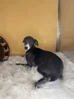 Penelope girl, a female Italian Greyhound for sale in Havana, AR – Photo 4 of 6