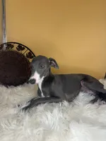Penelope girl, a female Italian Greyhound for sale in Havana, AR – Photo 1 of 6