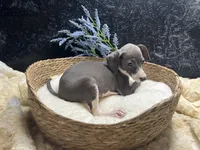 Pen/Bart, a male Italian Greyhound for sale in Havana, AR – 4 of 9