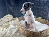 Piper 2 M, a male Italian Greyhound for sale in Havana, AR – 8 of 10