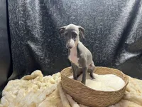 Barts boy, a male Italian Greyhound for sale in Havana, AR – 8 of 10