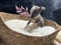 Till/Pete 5, a female Italian Greyhound for sale in Havana, AR – 6 of 10