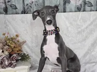 Luna boy, a male Italian Greyhound for sale in Havana, AR – Photo 3 of 4