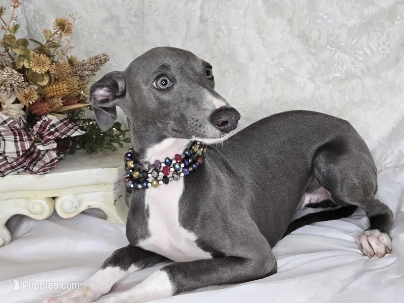 Luna boy, a male Italian Greyhound for sale in Havana, AR – Photo 1 of 4