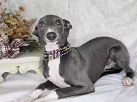 Luna boy, a male Italian Greyhound for sale in Havana, AR – Photo 4 of 4