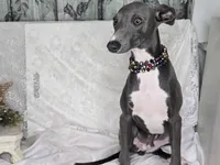 Luna boy, a male Italian Greyhound for sale in Havana, AR – Photo 2 of 4