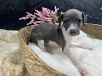 Giulia 2F, a female Italian Greyhound for sale in Havana, AR – 3 of 9