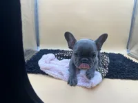 Gun powder, a male French Bulldog for sale in Havana, AR – 8 of 10