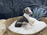 Giulia 5M, a male Italian Greyhound for sale in Havana, AR – 3 of 8