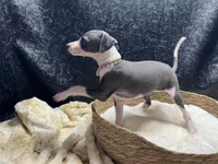 Babs, a female Italian Greyhound for sale in Havana, AR – 2 of 9