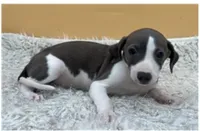 Abellas girl, a female Italian Greyhound for sale in Havana, AR – Photo 3 of 4