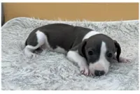 Abellas girl, a female Italian Greyhound for sale in Havana, AR – Photo 2 of 4